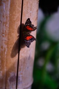 Preview wallpaper butterfly, surface, wood, macro