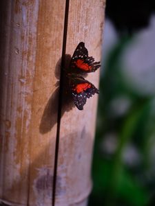 Preview wallpaper butterfly, surface, wood, macro