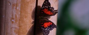 Preview wallpaper butterfly, surface, wood, macro