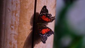 Preview wallpaper butterfly, surface, wood, macro