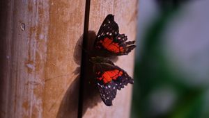Preview wallpaper butterfly, surface, wood, macro