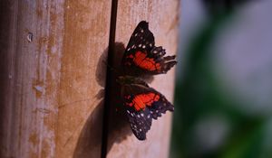 Preview wallpaper butterfly, surface, wood, macro