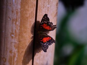 Preview wallpaper butterfly, surface, wood, macro