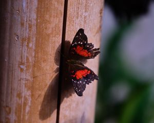 Preview wallpaper butterfly, surface, wood, macro