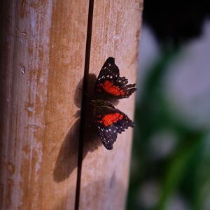 Preview wallpaper butterfly, surface, wood, macro