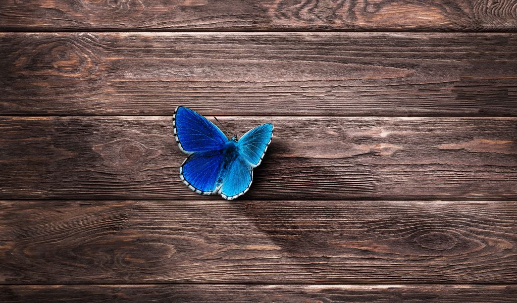 1024x600 Wallpaper butterfly, surface, wooden