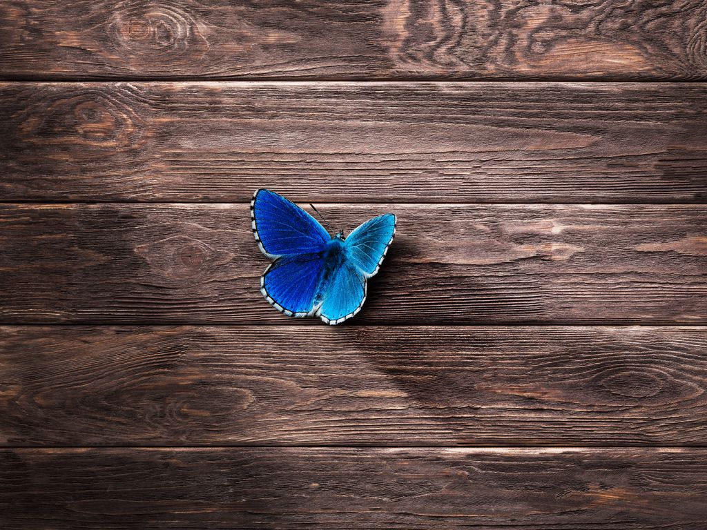 1024x768 Wallpaper butterfly, surface, wooden