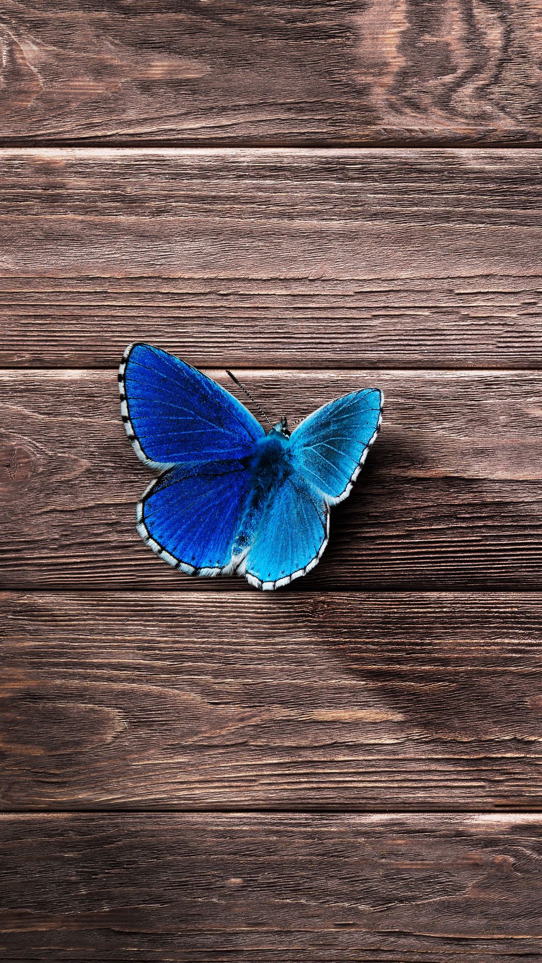 1080x1920 Wallpaper butterfly, surface, wooden