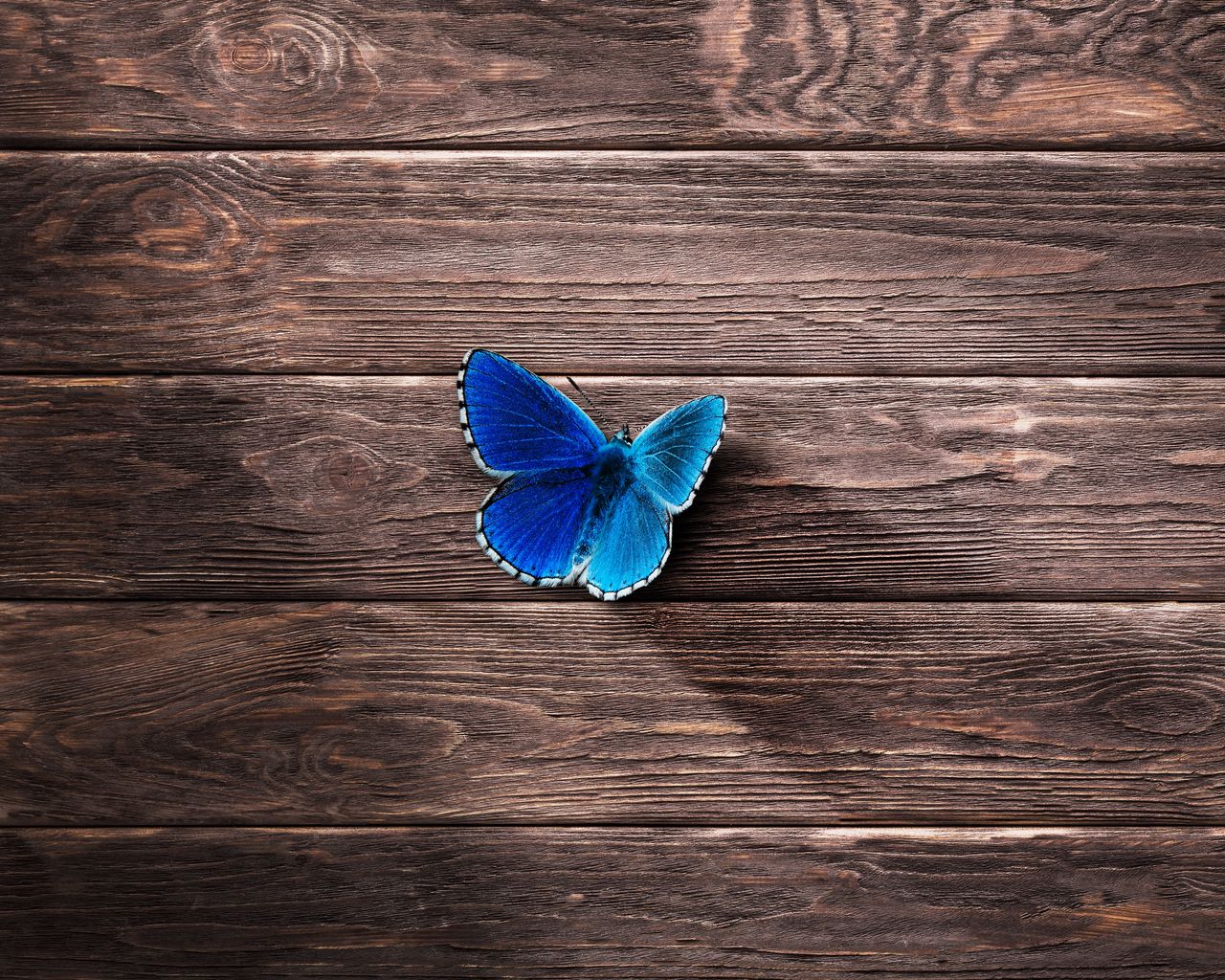 1280x1024 Wallpaper butterfly, surface, wooden