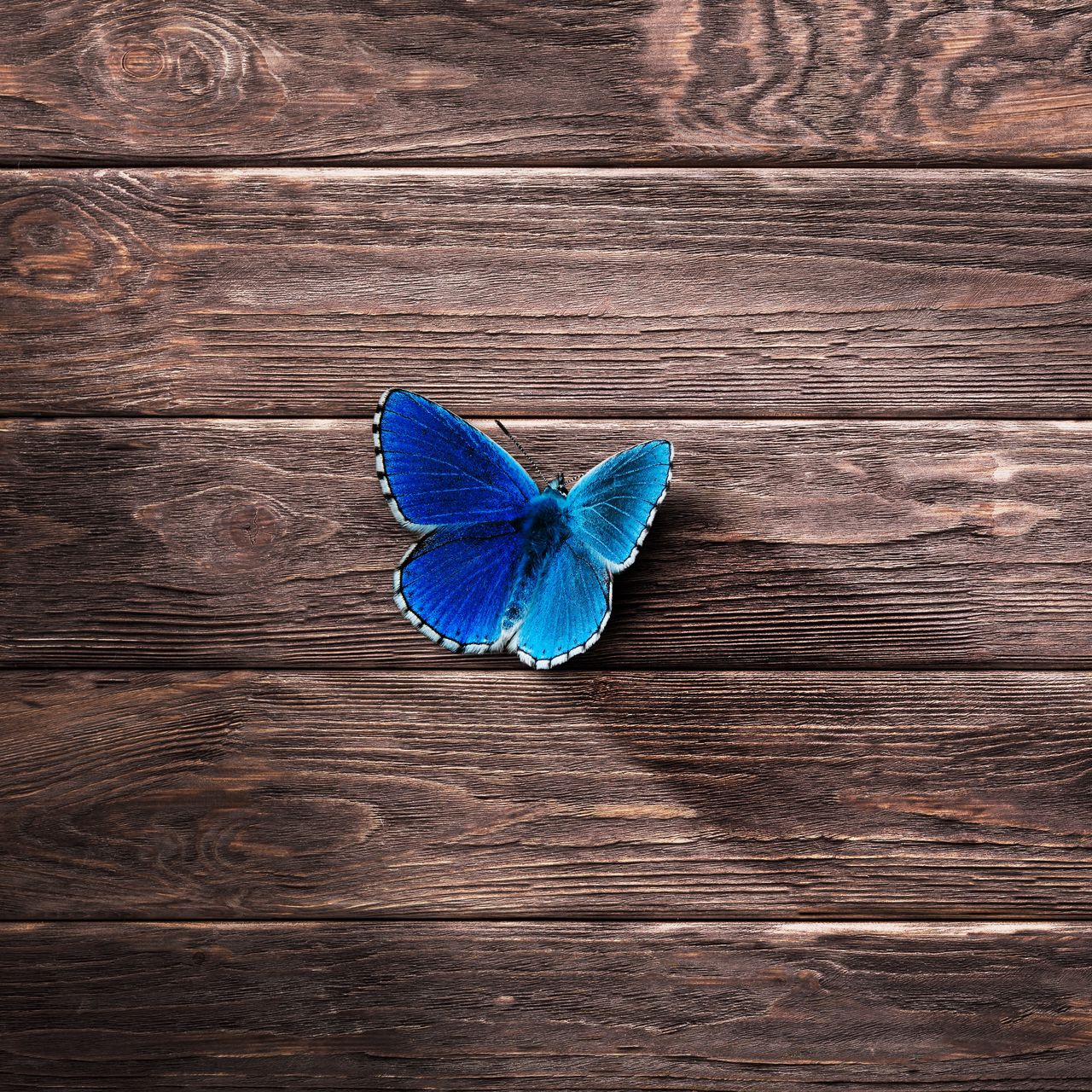 1280x1280 Wallpaper butterfly, surface, wooden