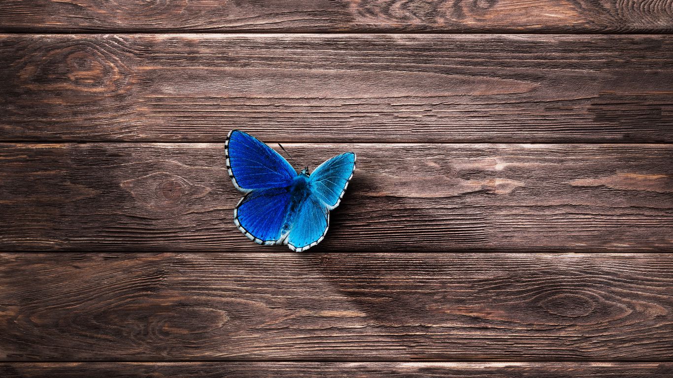 1366x768 Wallpaper butterfly, surface, wooden