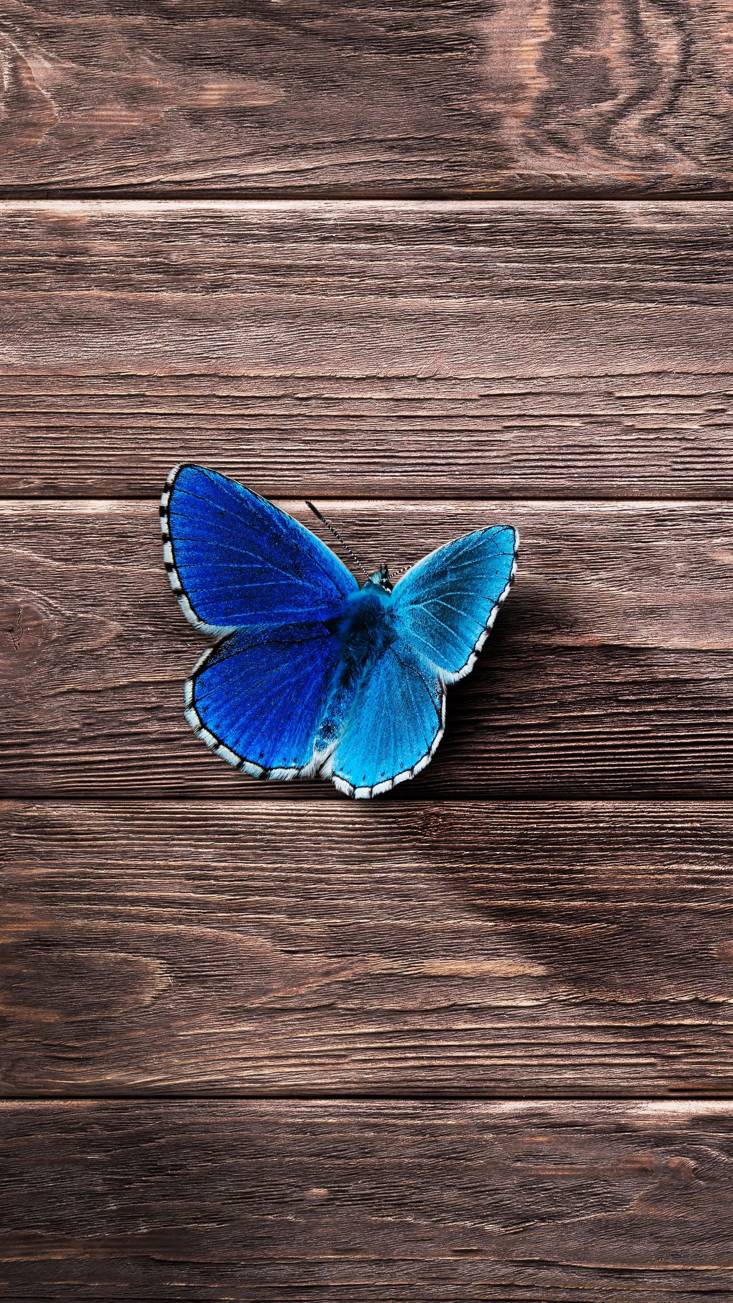 1440x2560 Wallpaper butterfly, surface, wooden
