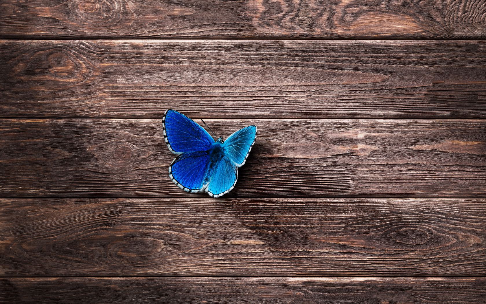 1680x1050 Wallpaper butterfly, surface, wooden