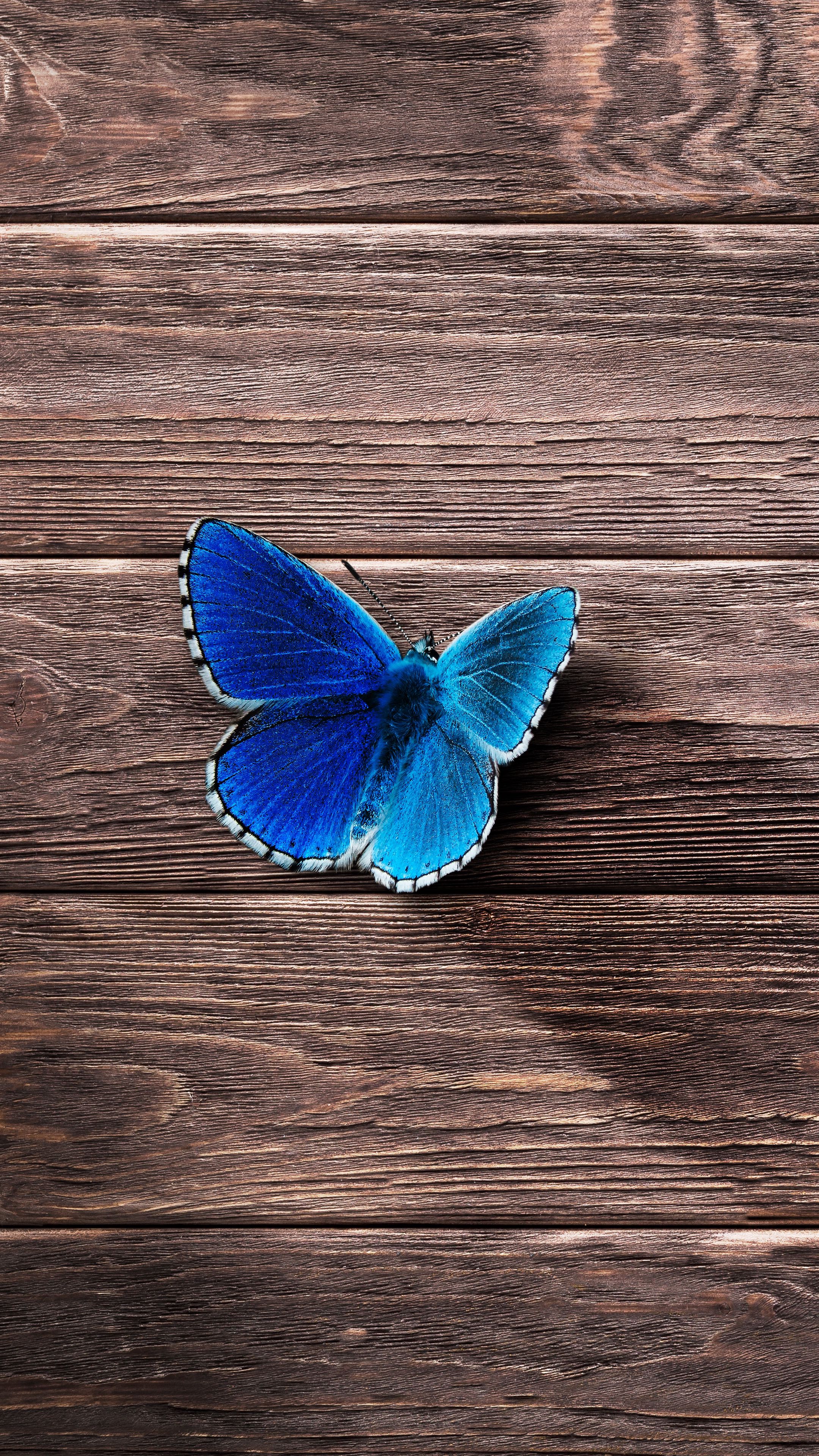 2160x3840 Wallpaper butterfly, surface, wooden