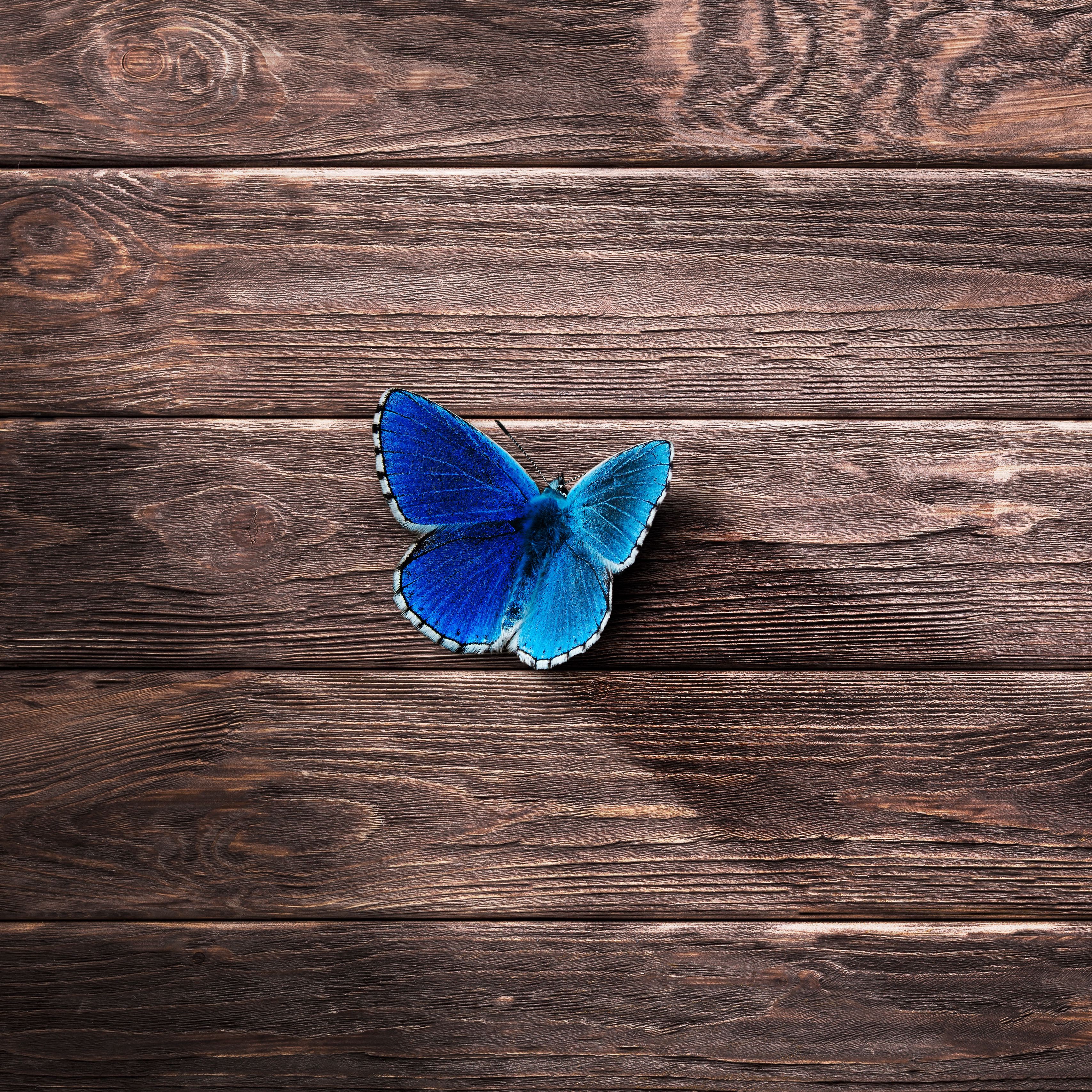 3415x3415 Wallpaper butterfly, surface, wooden