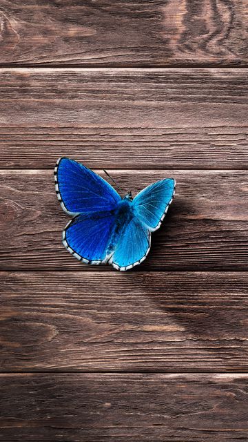 360x640 Wallpaper butterfly, surface, wooden