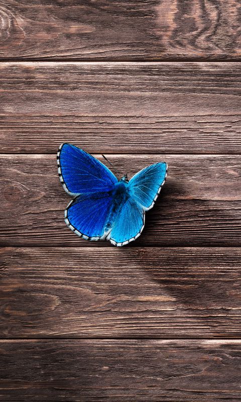 480x800 Wallpaper butterfly, surface, wooden