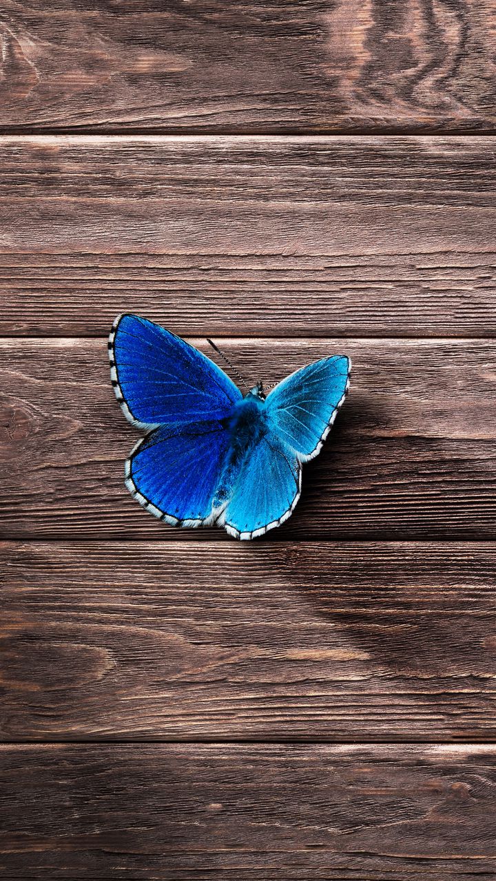 720x1280 Wallpaper butterfly, surface, wooden