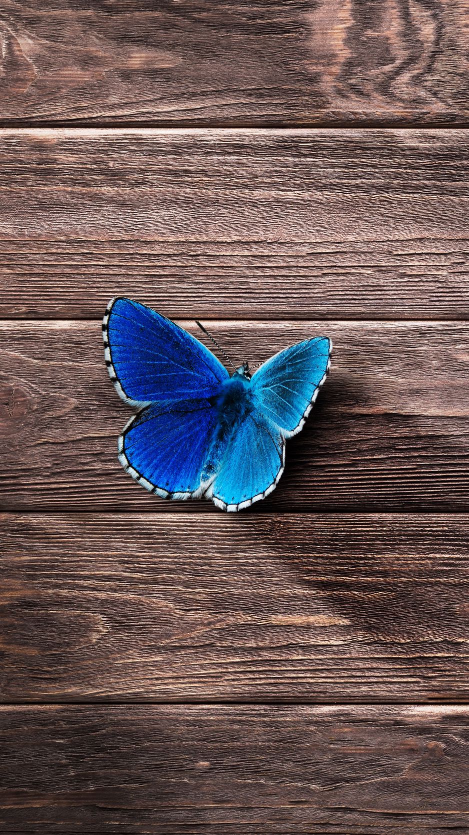 938x1668 Wallpaper butterfly, surface, wooden
