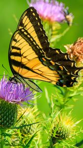 Preview wallpaper butterfly, thistle, flower, insect, wings, plant