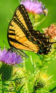 Preview wallpaper butterfly, thistle, flower, insect, wings, plant