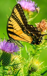 Preview wallpaper butterfly, thistle, flower, insect, wings, plant