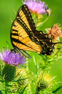 Preview wallpaper butterfly, thistle, flower, insect, wings, plant