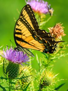 Preview wallpaper butterfly, thistle, flower, insect, wings, plant