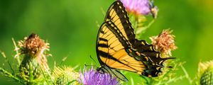 Preview wallpaper butterfly, thistle, flower, insect, wings, plant