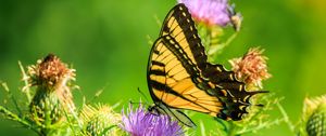 Preview wallpaper butterfly, thistle, flower, insect, wings, plant
