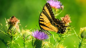 Preview wallpaper butterfly, thistle, flower, insect, wings, plant