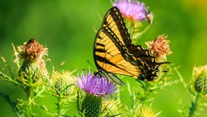 Preview wallpaper butterfly, thistle, flower, insect, wings, plant