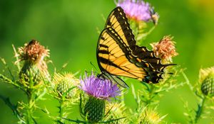 Preview wallpaper butterfly, thistle, flower, insect, wings, plant