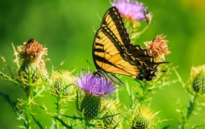 Preview wallpaper butterfly, thistle, flower, insect, wings, plant