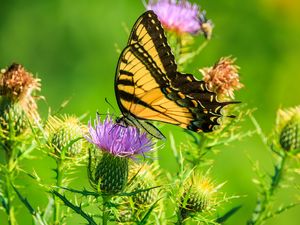 Preview wallpaper butterfly, thistle, flower, insect, wings, plant