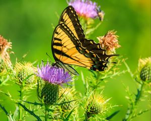 Preview wallpaper butterfly, thistle, flower, insect, wings, plant