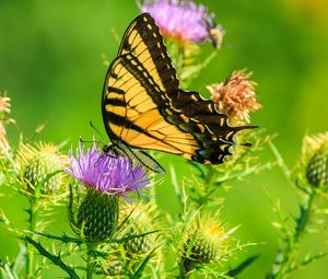 Preview wallpaper butterfly, thistle, flower, insect, wings, plant