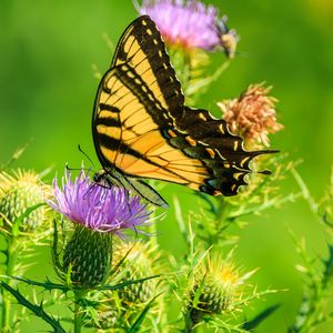 Preview wallpaper butterfly, thistle, flower, insect, wings, plant