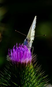 Preview wallpaper butterfly, thistle, flower, blur, animal
