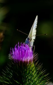 Preview wallpaper butterfly, thistle, flower, blur, animal