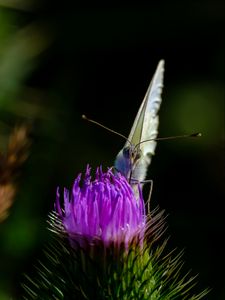 Preview wallpaper butterfly, thistle, flower, blur, animal