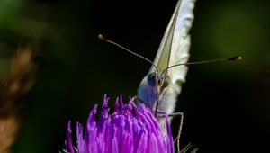 Preview wallpaper butterfly, thistle, flower, blur, animal