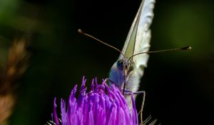 Preview wallpaper butterfly, thistle, flower, blur, animal