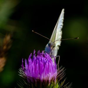 Preview wallpaper butterfly, thistle, flower, blur, animal