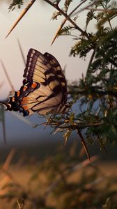 Preview wallpaper butterfly, tree, branch, wings, pattern