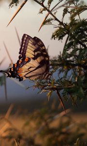 Preview wallpaper butterfly, tree, branch, wings, pattern