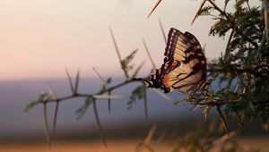 Preview wallpaper butterfly, tree, branch, wings, pattern