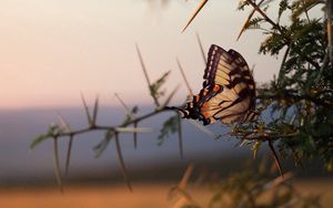 Preview wallpaper butterfly, tree, branch, wings, pattern