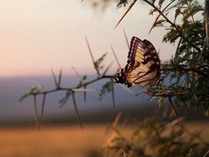 Preview wallpaper butterfly, tree, branch, wings, pattern