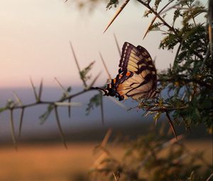 Preview wallpaper butterfly, tree, branch, wings, pattern